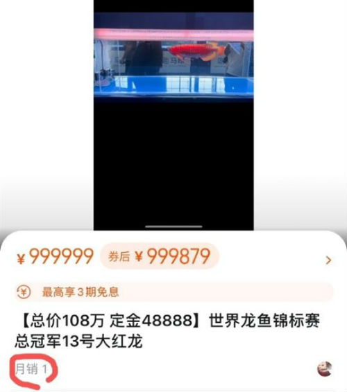 一条龙鱼居然能换一套房 上百万价格让不少网友震惊